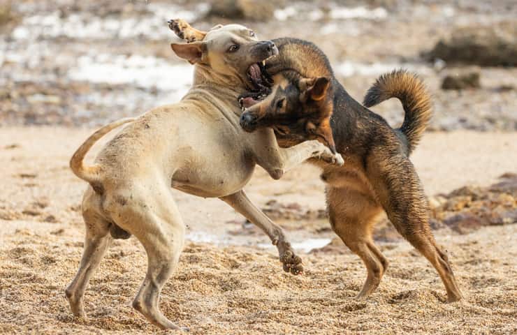 Combattimento tra cani 
