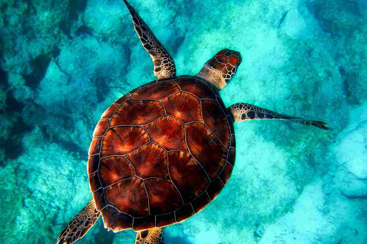 Come sapere se la tartaruga d'acqua è maschio o femmina
