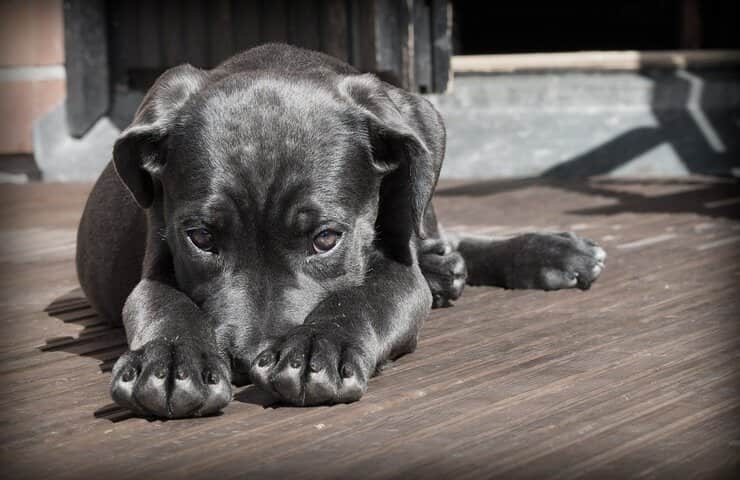 Cucciolo 