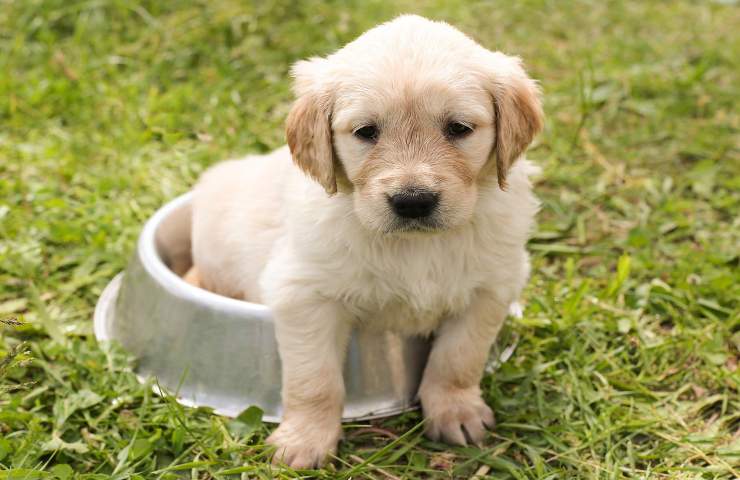 Cucciolo di cane come educarlo