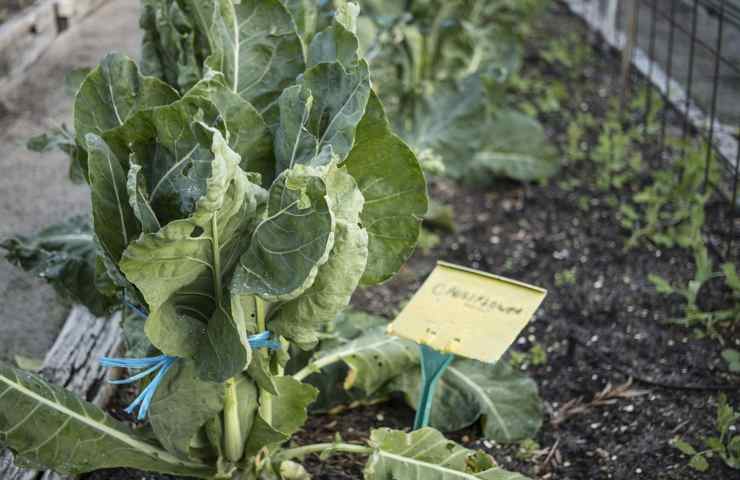 Delle piante di cavolfiore in un orto