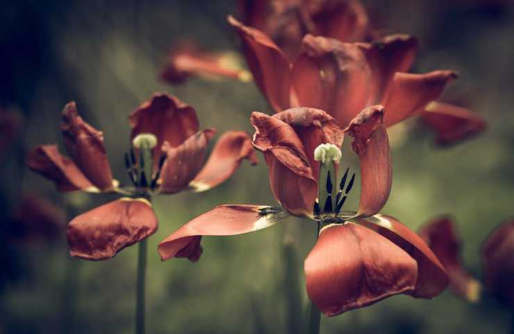 Diversi petali appassiti