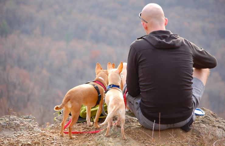 Dog-sitter 