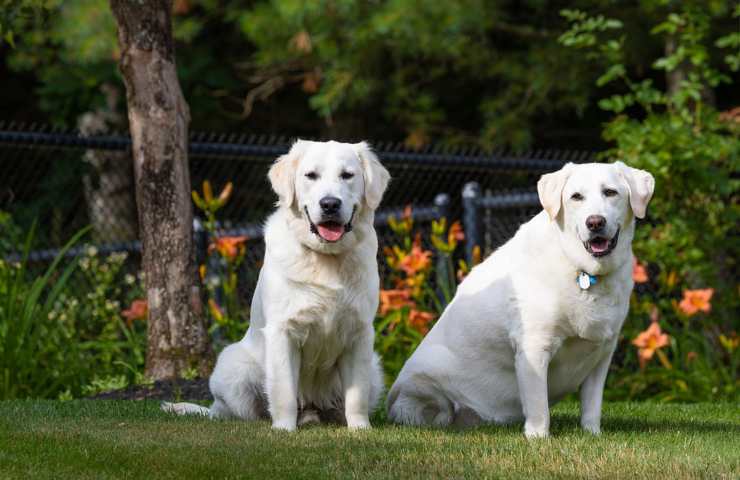 Due esemplari di Labrador