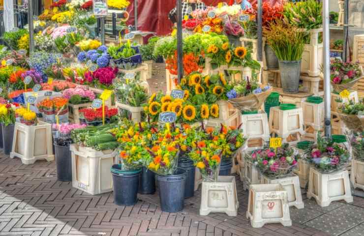 elenco fiori più costosi al mondo