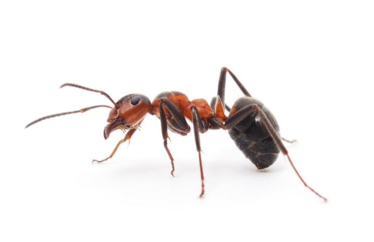 formica sogno significato