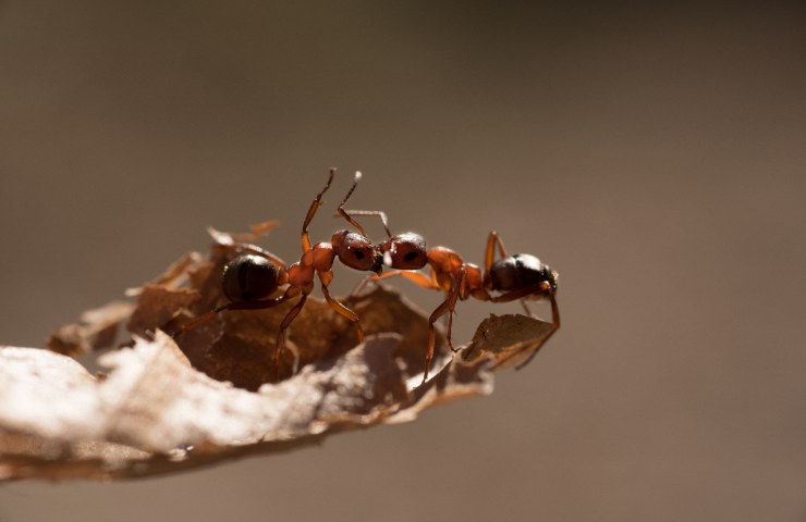 Formiche velenose mordono uomo