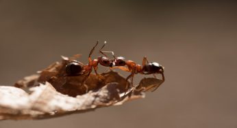 Queste formiche sono velenose e mordono l’uomo