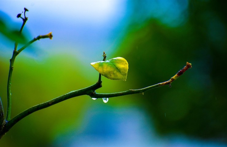 limone temperatura 