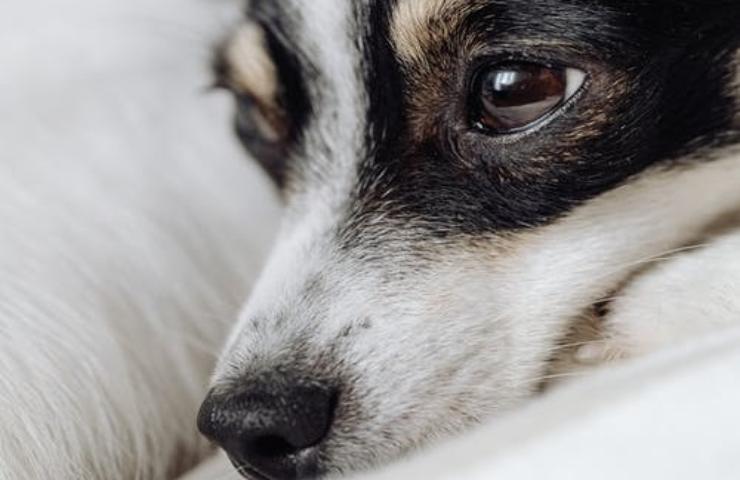 Il primo piano di un cane