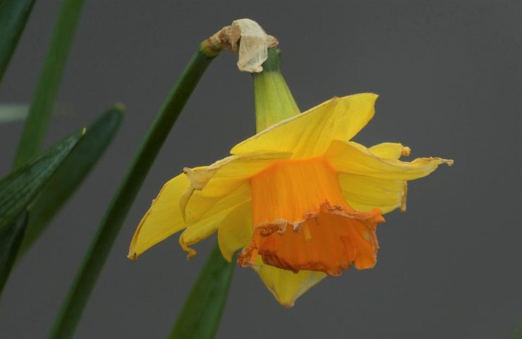 Il primo piano di un fiore appassito