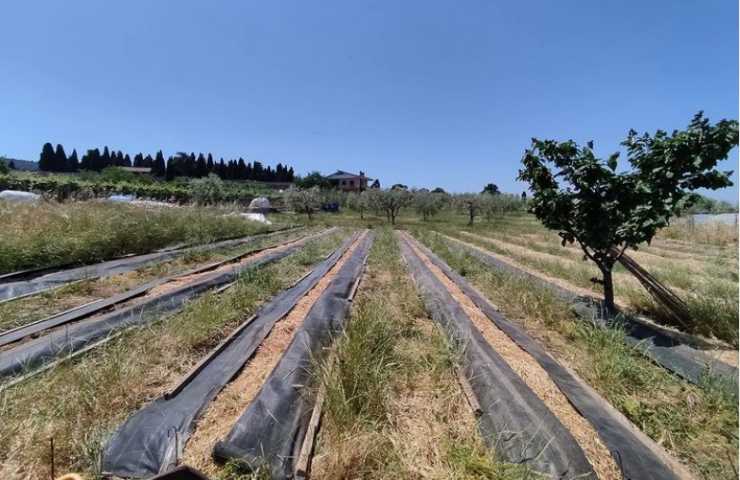 campo coltivazione giardino teli anti erbacce