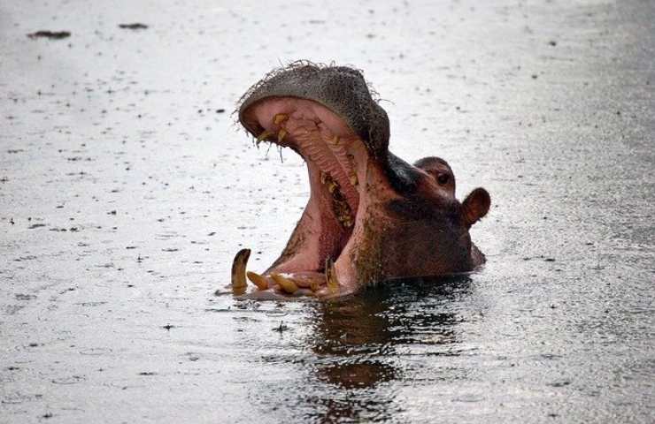 attacco uomo ippopotamo motivo