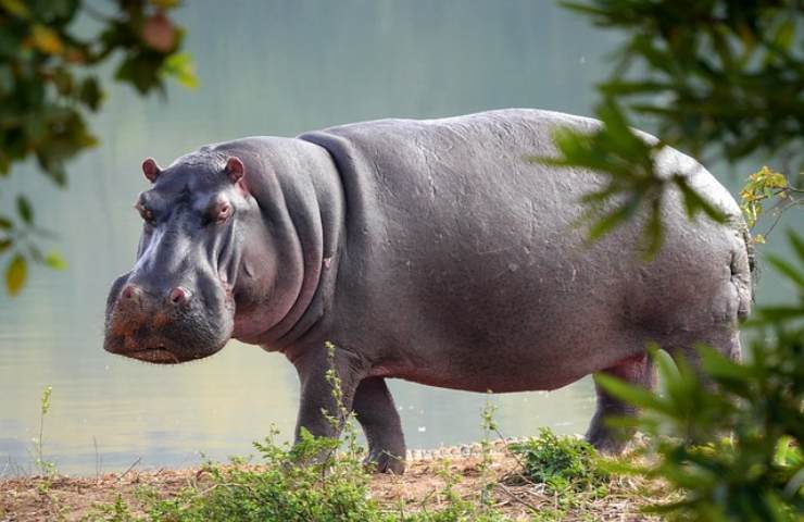 ippopotamo uomo pericolo 