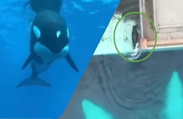 Kiska l'orca più sola al mondo 