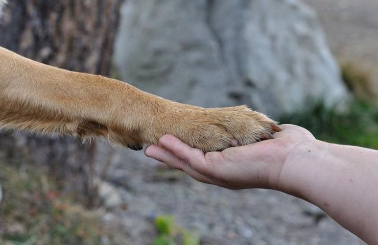 motivo malattie segno cane lecca zampe