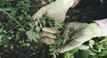 Quanto guadagna solitamente un giardiniere?
