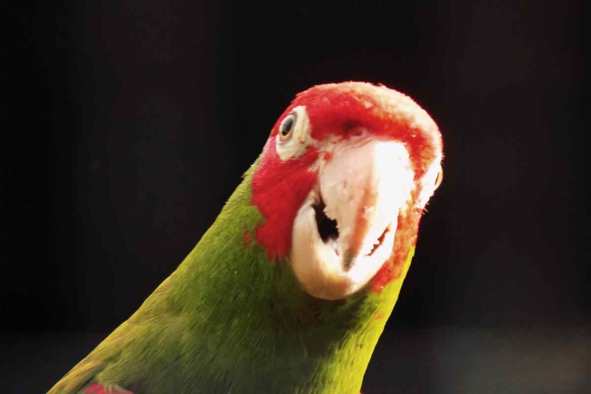 L'età dei pappagalli parlanti