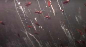 Blatte: se hai questo fuori casa puoi ritrovartele dentro