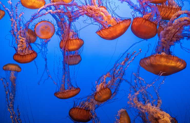 mar mediterraneo meduse presenti