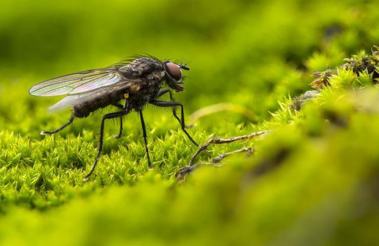 mosca in casa significato