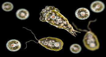 Ameba mangia-cervello: quando si rischia il contagio in acqua