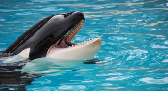Kiska, l’orca più isolata al mondo: si infligge dolore, è arrivata alla pazzia