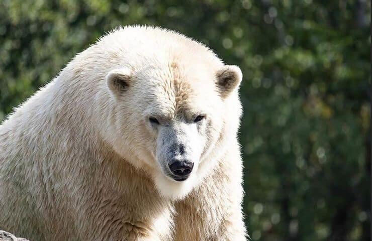 Orso polare zoo Fasano 