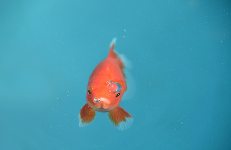 Pesce rosso alimentazione