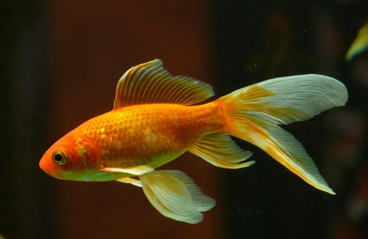Pesce rosso alimentazione
