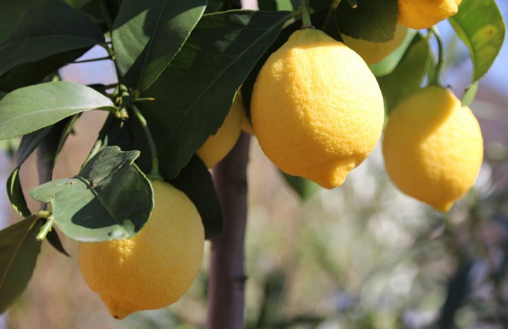 Pianta di limone