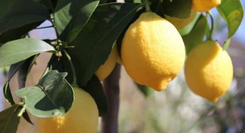 Ecco dove non posizionare mai una pianta di limone