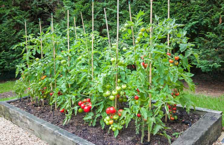 Pianta Di Pomodori Come Prendersene Cura Nel Proprio Orto