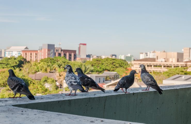 Uccelli balcone