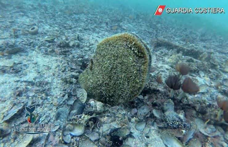 Pinna Nobilis Mar Mediterraneo