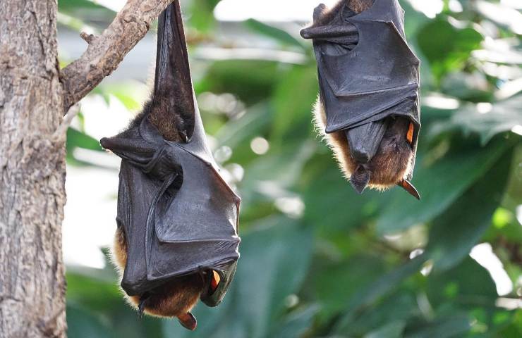 pipistrelli mordono le persone?