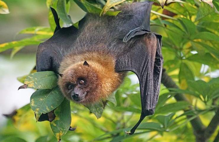 pipistrello morso malattie 