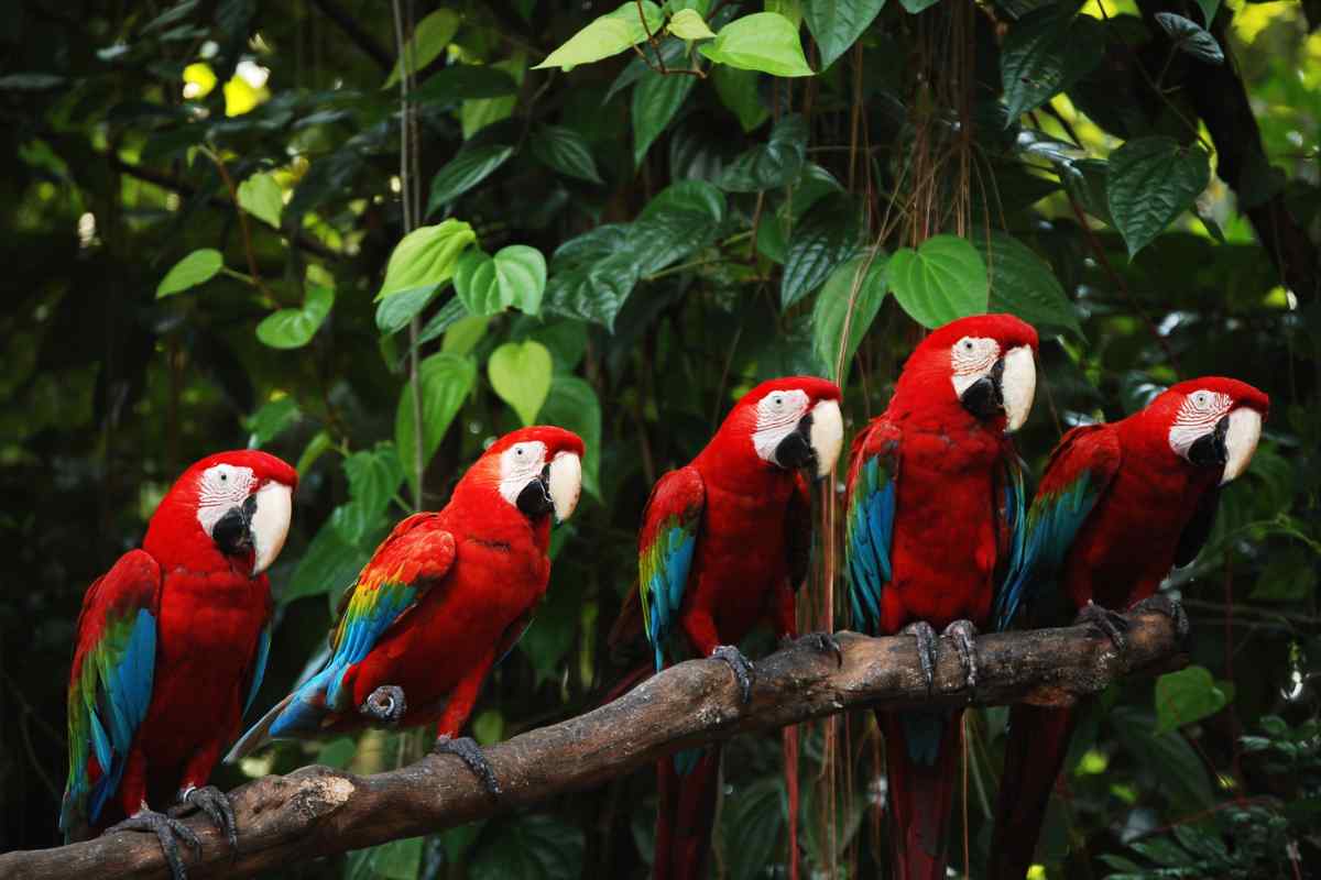 Quanto vivono i pappagalli