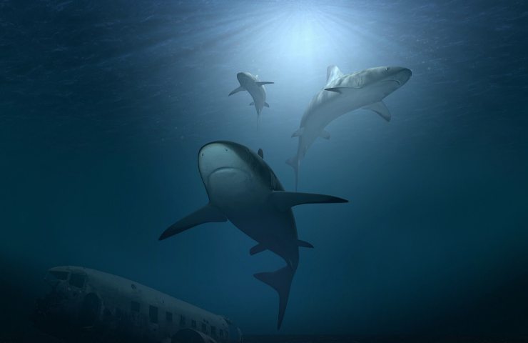squali avvistamenti italia 2022