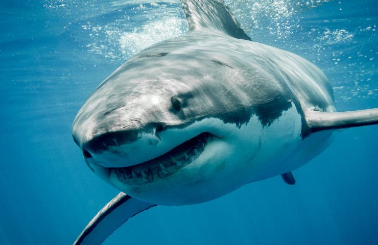 sicilia squalo bianco 