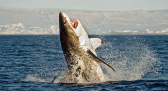 In questa regione italiana ci sono squali bianchi