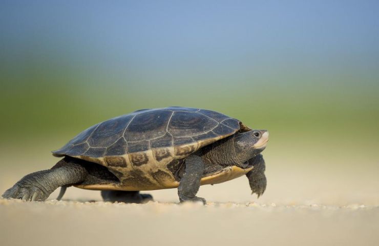 Tartaruga di piccole dimensioni fotografata mentre cammina