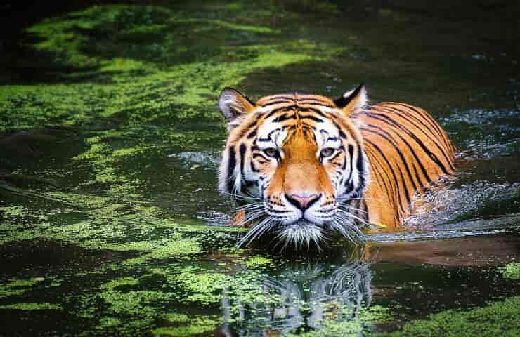 Tigre in un corso d'acqua