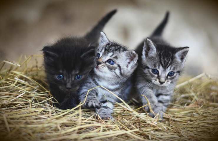 Tre gattini di poche settimane di vita