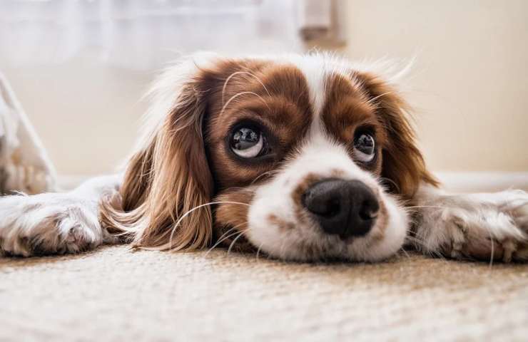 Un Cocker Spaniel dallo sguardo tenero