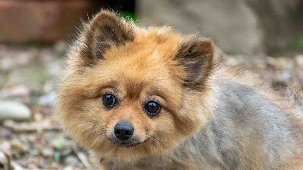 Per legge si può seppellire un cane nel proprio giardino?