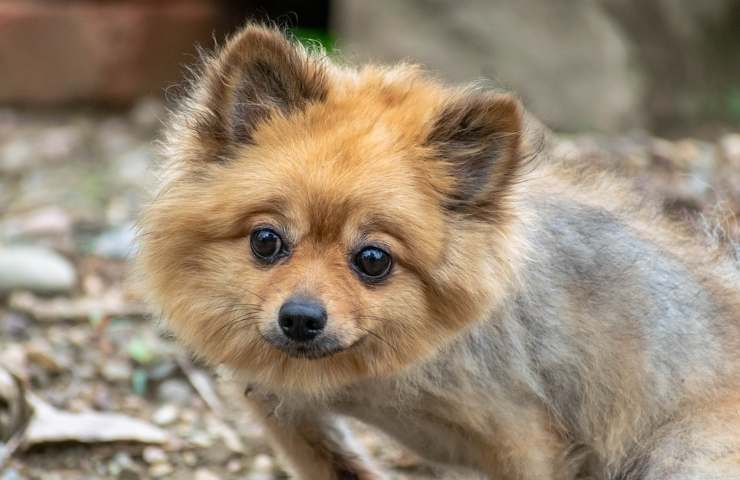 Un Pomeranian