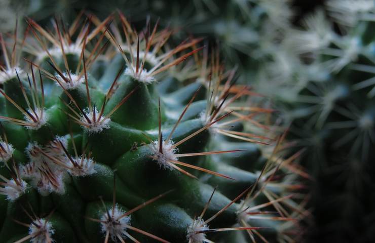 Un cactus con delle spine lunghissime