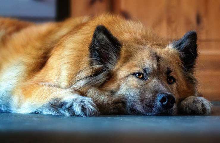 Un cane steso sul pavimento