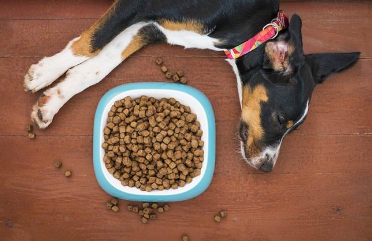 malattie legate al cane che non mangia